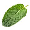 Footer Image